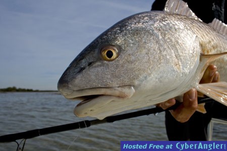 fly-redfish-up-close
