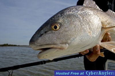 fly-redfish-up-close