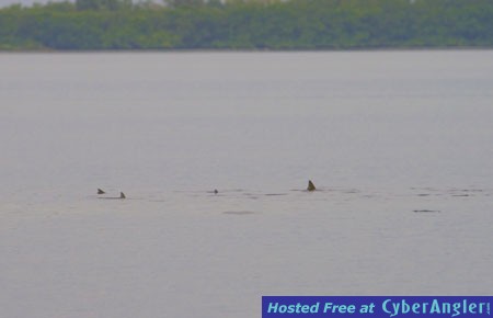 tailing-redfish