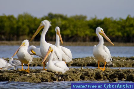 white-pelicans