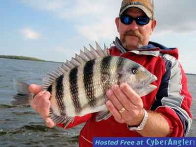 Cold weather Sheepshead