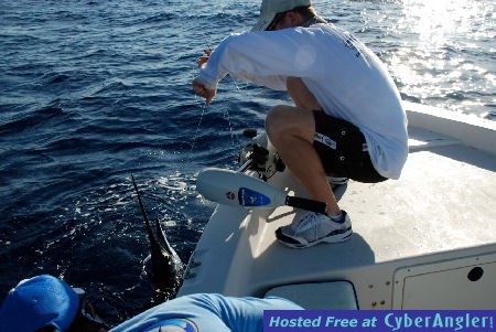 Bayboat Billfish Tournament Series photos