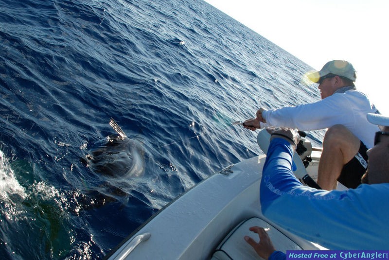 Bayboat Billfish Tournament Series photos