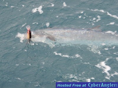 Click to Enlarge Photo