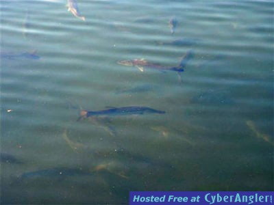 Cold Weather Impacts Snook