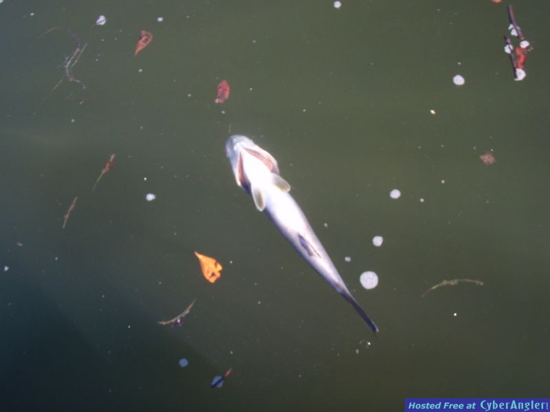 sheephead_1-2010_001