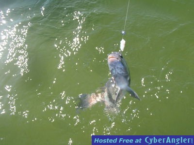 Click to Enlarge Photo