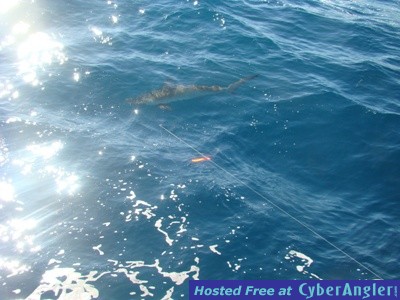 Click to Enlarge Photo