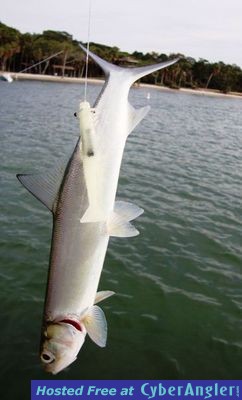 Click to Enlarge Photo