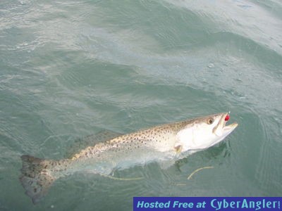 3_lb_Sea_Trout_caught_on_a_Hook_Up_lure_tiipped_with_a_Gulp_Shrimp_2