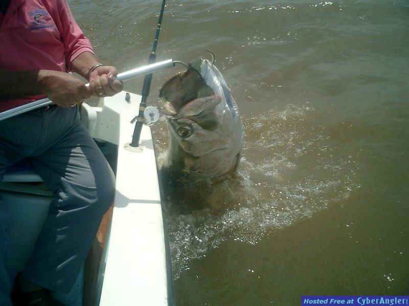 Big Tarpon