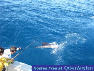 Jumping sailfish