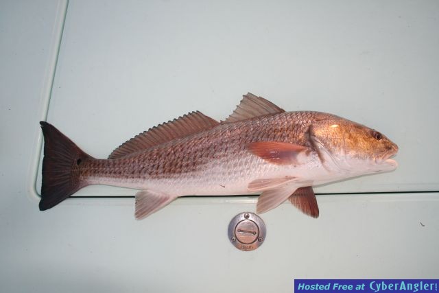 Homosassa Redfish 28-inches