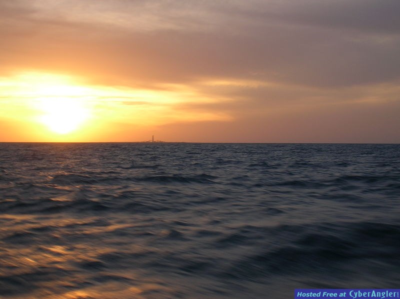 Loggerhead_12910