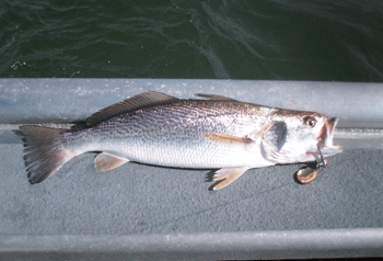 Click to Enlarge Photo