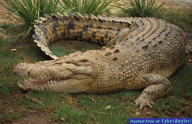 Everglades_croc