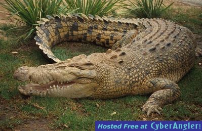 Everglades_croc