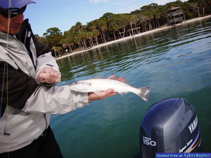 Trout_001