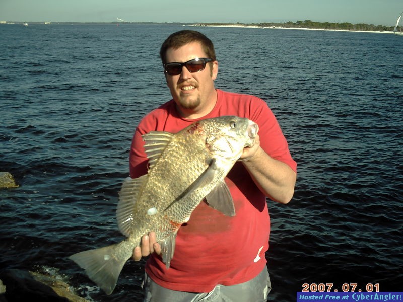 Black Drum
