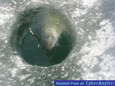 Big Water Walleye on Lake Erie with Erie Quest