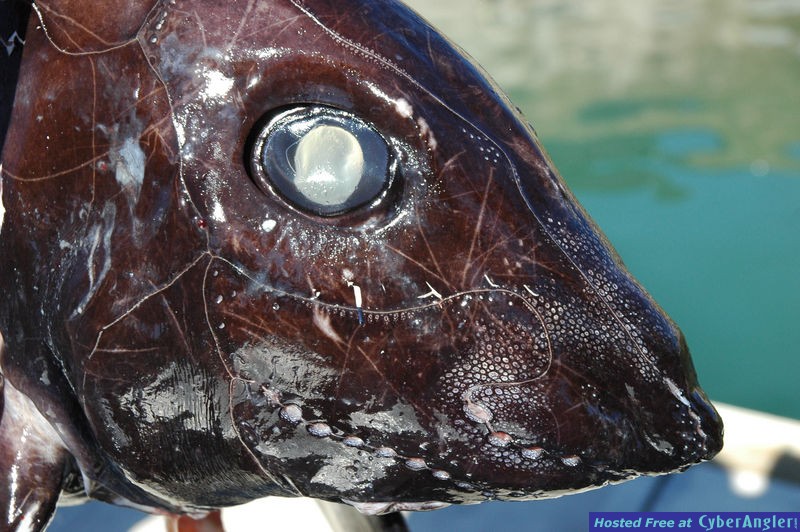 Rat Fish