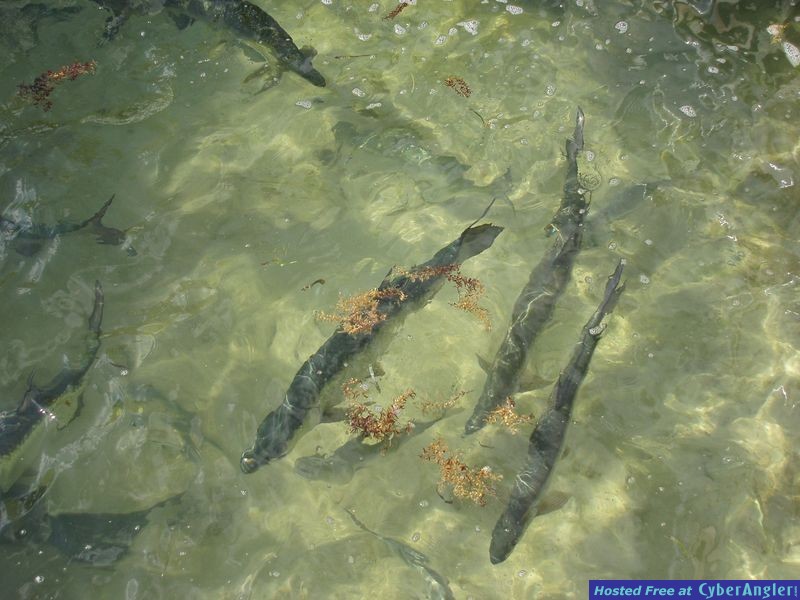 Ambergris Caye, Belize