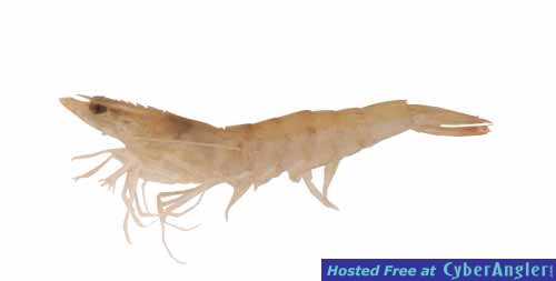 SHRIMP1