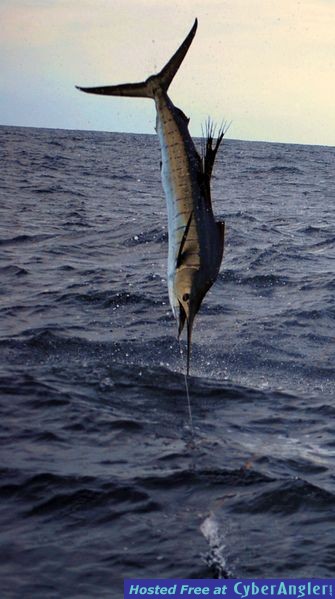 Panama Big Game Fishing Club