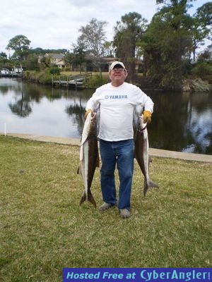 2 cobia