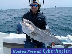 Brent C amberjack