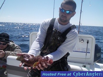 Speckle Hind Grouper