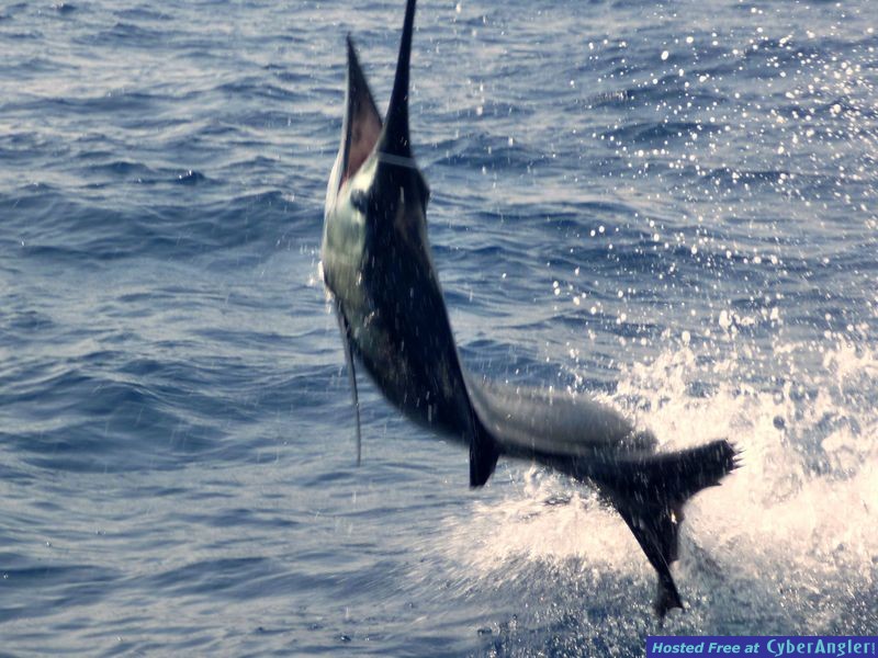 Jaco Costa Rica Sail Fish Adam B