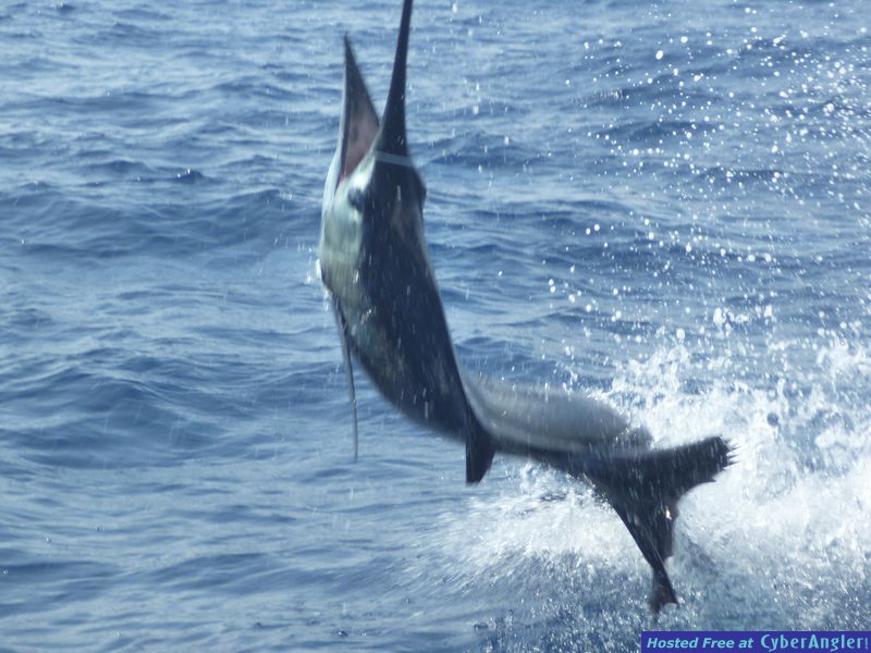 Jaco Cost Rica Sail Fish AdamB