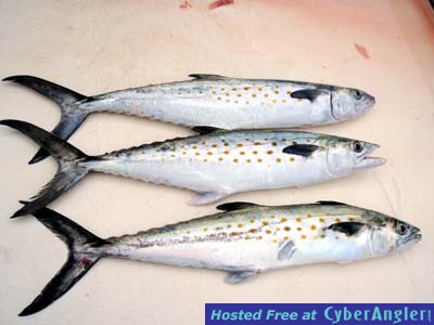 Click to Enlarge Photo