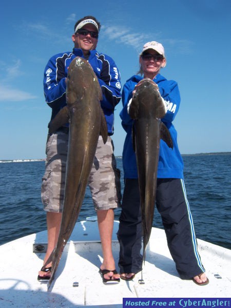 Cobia