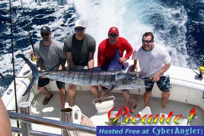 A marlin on the Picante 40