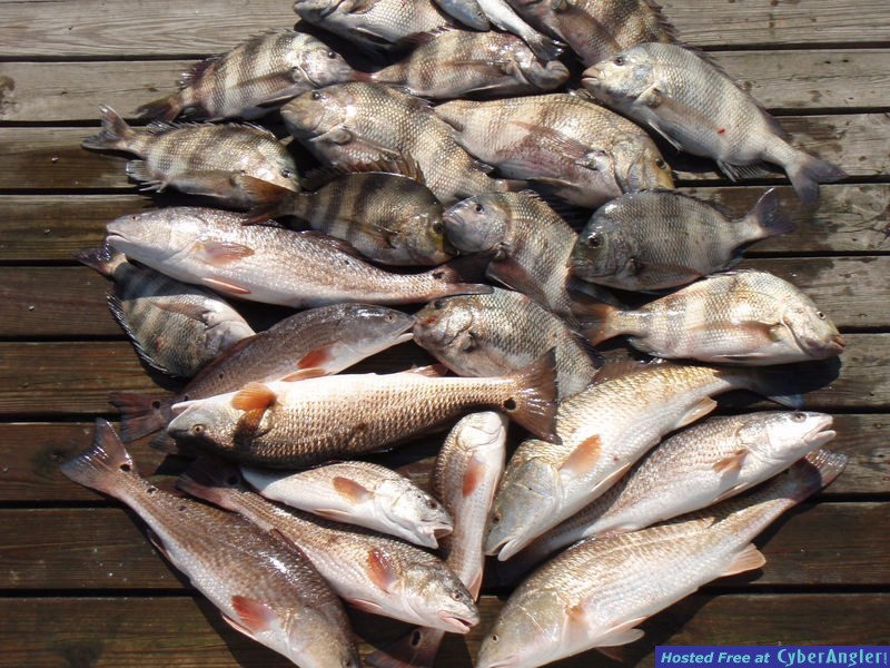 Another Good Day With Shore Thing Charters