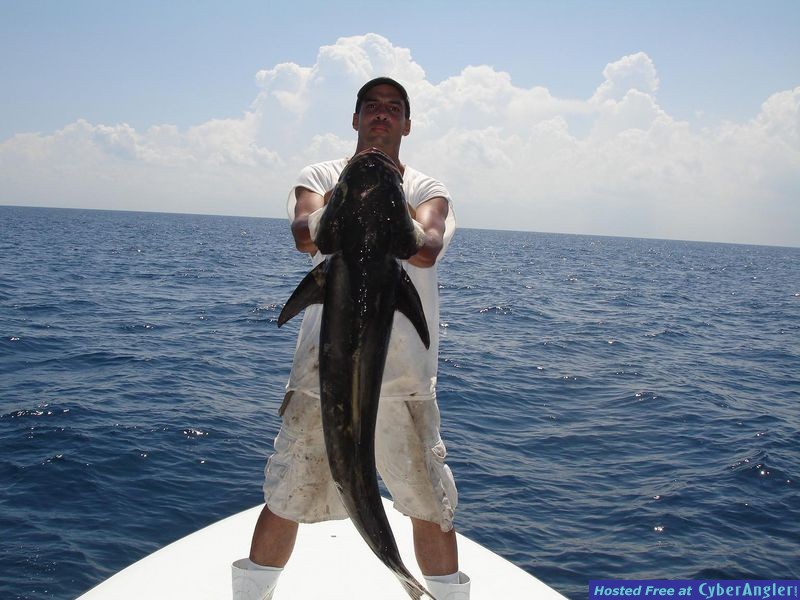 40 lb Cobia