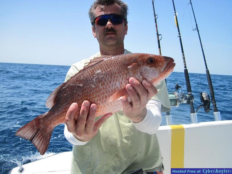 Henry's Mangrove Snapper