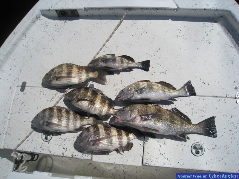 trout_038