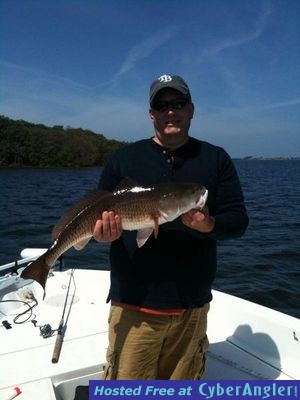 Tampa Bay redfish