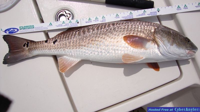 Big_Reds_014