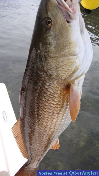 Big_Reds_016