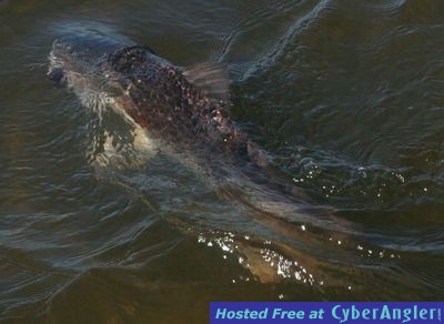 Click to Enlarge Photo