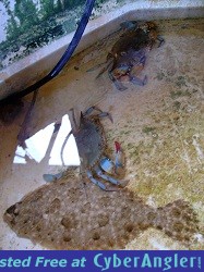 flounder_crab_chill