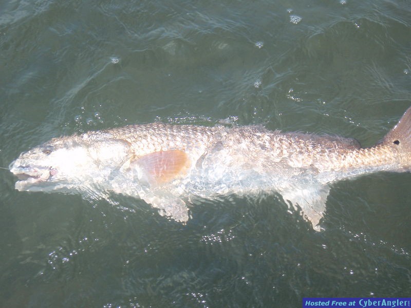 st_pete_bullreds_011