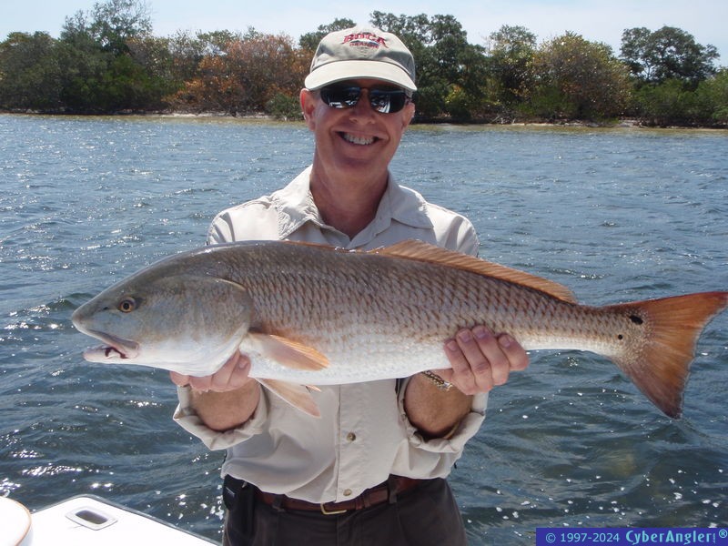 Bull red!