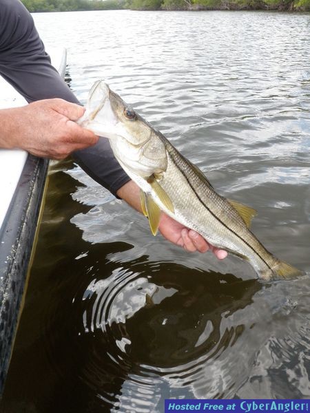 Sanibel's Silver Lining Snook