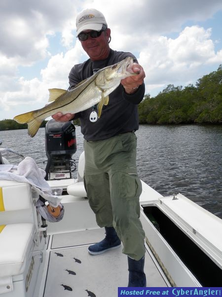 Sanibel's Silver Lining Snook