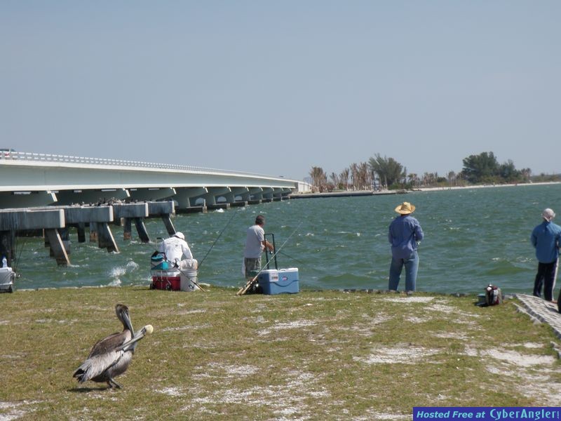 Sanibel's Silver Lining Snook